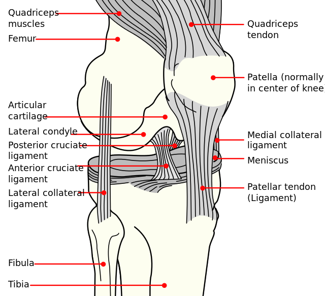 Knee ligaments